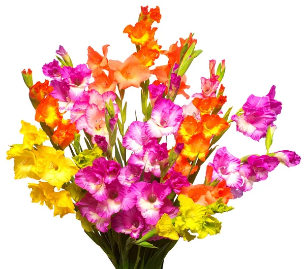 Schöner Strauß mehrfarbiger Gladiolenblüten isoliert auf — Stockfoto