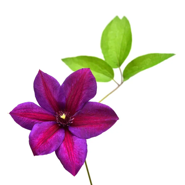 Clematis flower head purple isolated on white background. Perfec — 스톡 사진