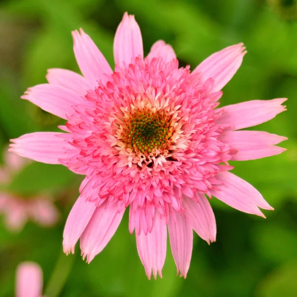 Flor de equinácea rosada en el jardín. Planta médica —  Fotos de Stock