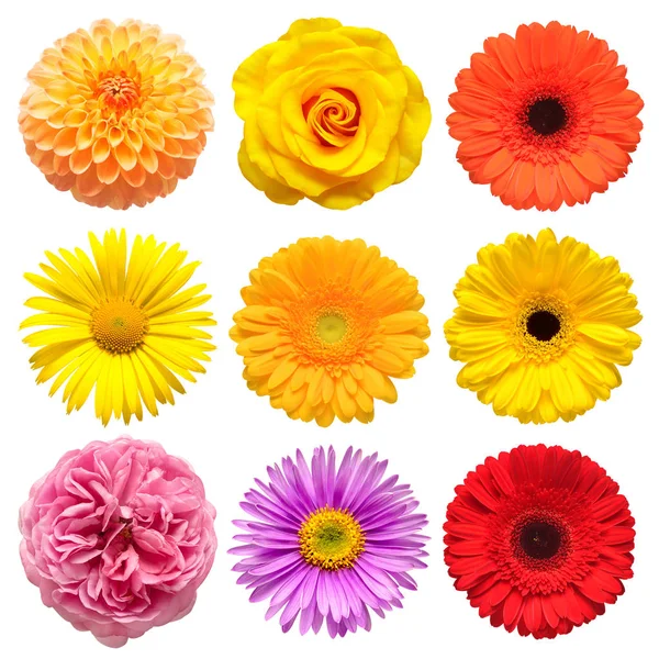 Bloemen hoofd collectie van mooie aster, roos, madeliefje, gerbera — Stockfoto