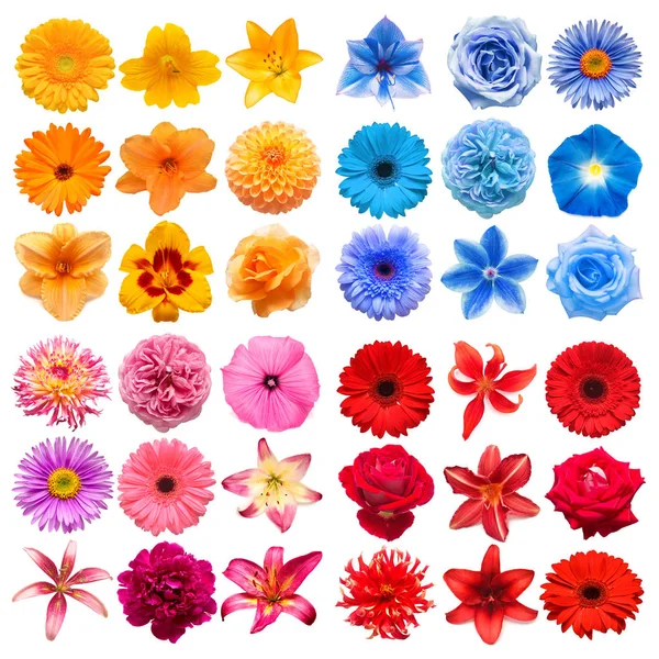 Stor samling av olika huvud blommor rött, rosa, blått och orang — Stockfoto