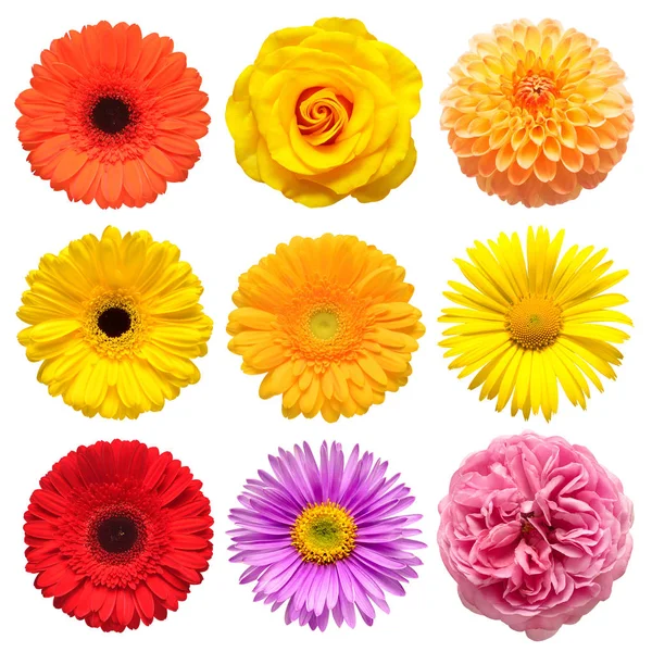 Bloemen hoofd collectie van mooie aster, roos, madeliefje, gerbera — Stockfoto