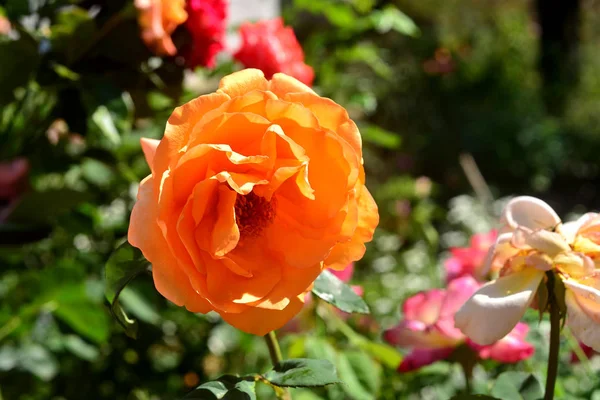 Fleur de rose orange dans le jardin — Photo