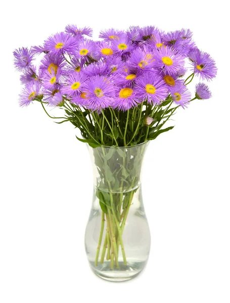 Bukett med blommor aster alpin perenn rosa i vas isolerad — Stockfoto