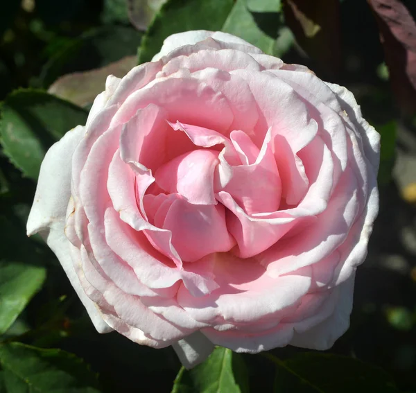 Rosa rosa flor en el jardín — Foto de Stock