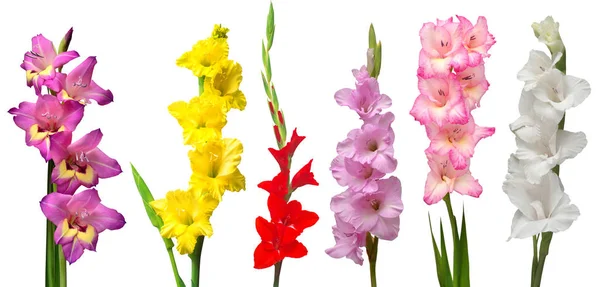 Collectie gladiolen bloemen geïsoleerd op witte achtergrond. Yello. — Stockfoto