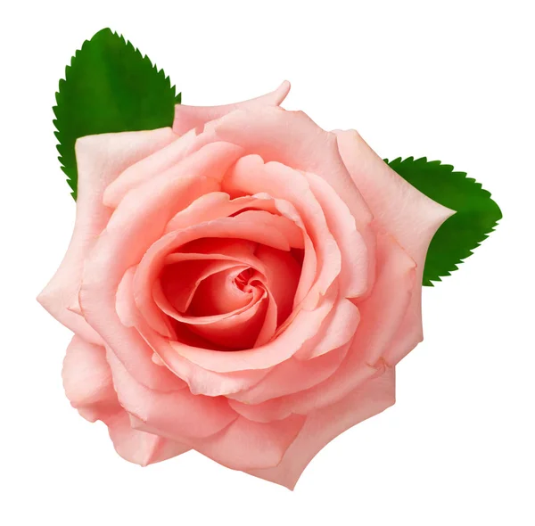 Rosa Rose Blume isoliert auf weißem Hintergrund. Hochzeitskarte, bri — Stockfoto