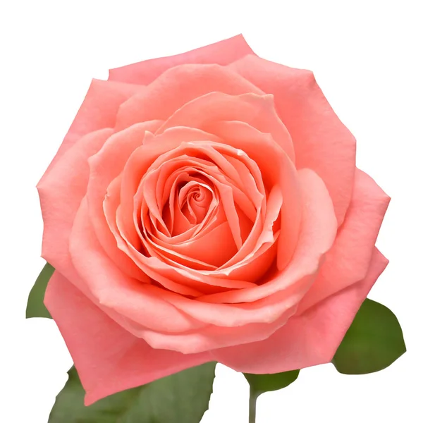 Ροζ τριαντάφυλλο λουλούδι απομονώθηκε σε λευκό φόντο. Γαμήλια κάρτα, Μπράι — Φωτογραφία Αρχείου