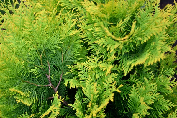 Grüner Hintergrund von Thuja-Zweigen — Stockfoto