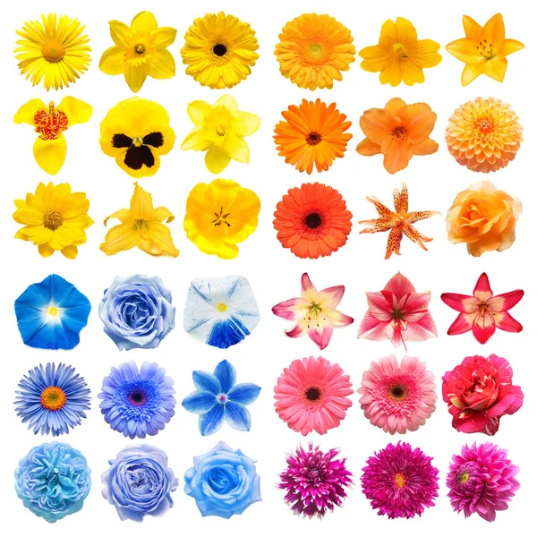 Big collection of various head flowers pink, blue, yellow and or — 스톡 사진