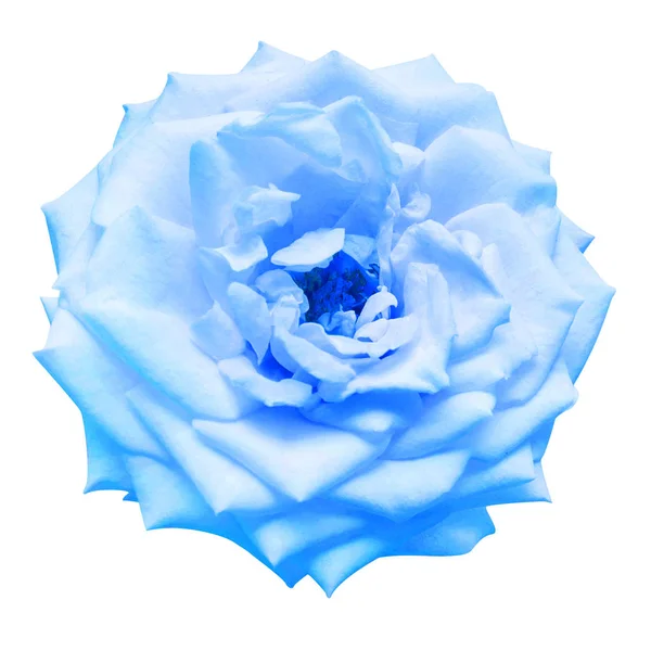 Fleur bleu clair rose isolée sur un fond blanc. Macro, fl — Photo