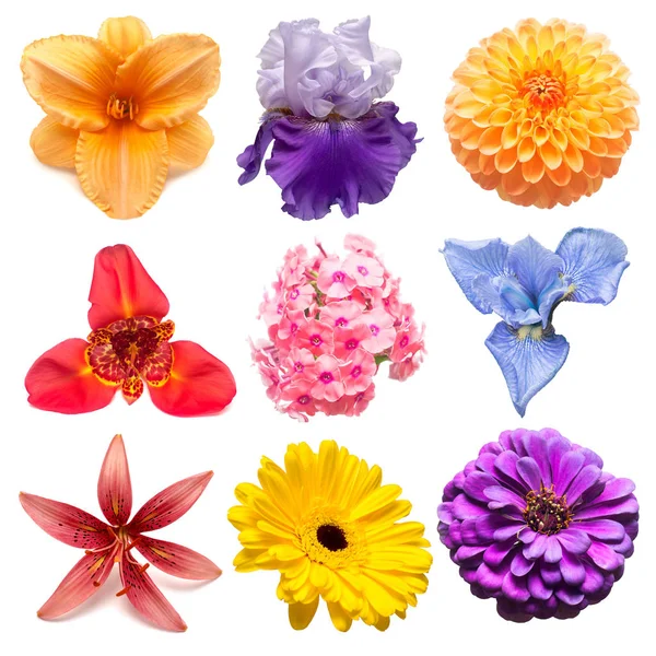 Colección de flores de surtido phlox, gerbera, iris, manzanilla , — Foto de Stock