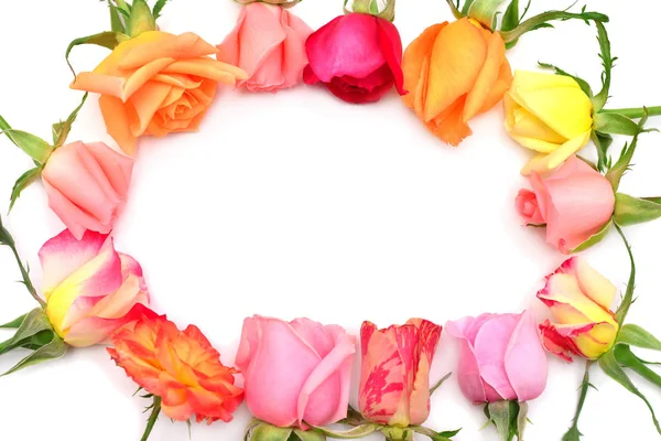 กรอบของดอกกุหลาบแยกกันบนพื้นหลังสีขาว ดอกไม้สร้างสรรค์ — ภาพถ่ายสต็อก
