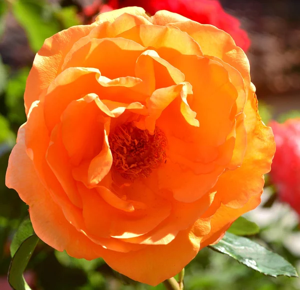 Fleur de rose orange dans le jardin — Photo