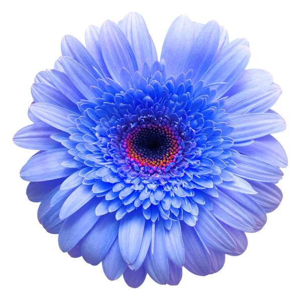 Gerbera bleu fleur isolé sur fond blanc — Photo