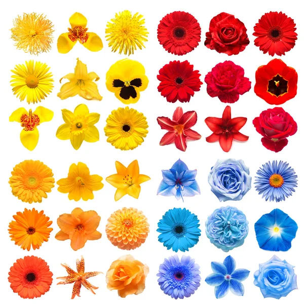 Große Sammlung von verschiedenen Kopfblumen gelb, orange, blau und — Stockfoto