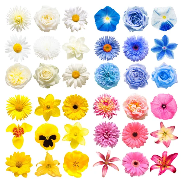 Gran colección de varias flores de la cabeza rosa, azul, blanco y amarillo —  Fotos de Stock