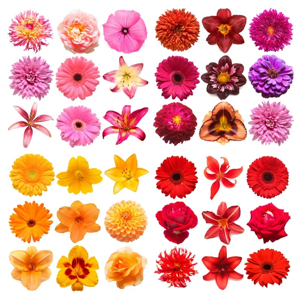 Grote collectie van verschillende hoofdbloemen paars, oranje, roze en — Stockfoto