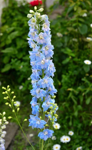 Linda flor delphinium azul no jardim — Fotografia de Stock