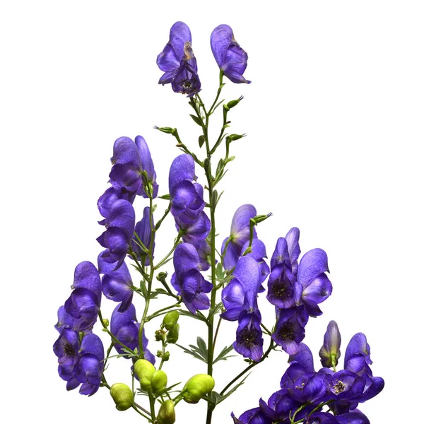 Aconitum fleurs bleues avec des feuilles isolées sur fond blanc. Ma... — Photo