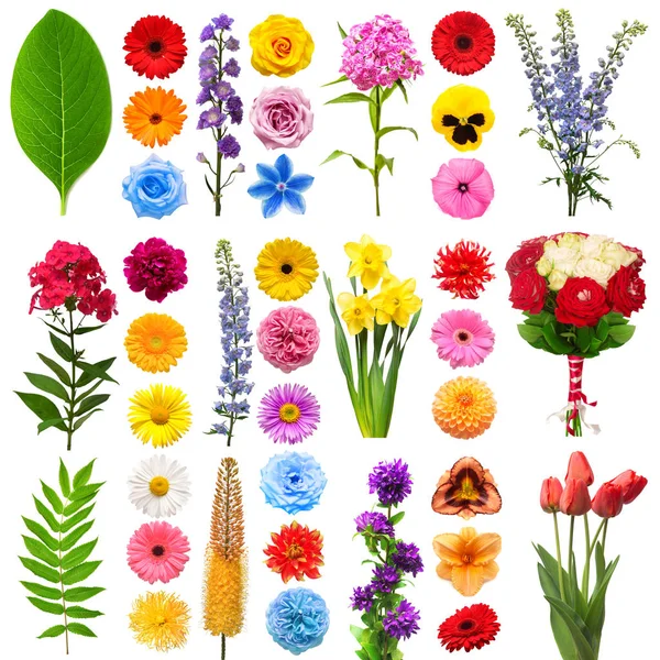Kollektion blommor tulpan, delfiner, lilja, gerbera, eremurus, c — Stockfoto