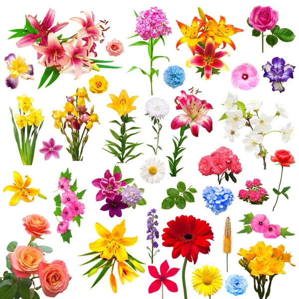 Collection flowers carnation, lilies, iris, chamomile, rose, hib — Stock Photo, Image