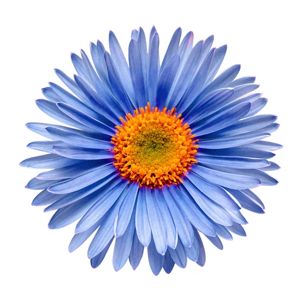 Fleur bleue aster alpin isolé sur fond blanc. Macro, da — Photo