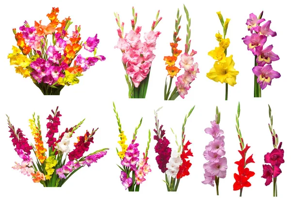 Beyaz arka planda izole edilmiş gladiolus çiçekleri koleksiyonu. Merhaba. — Stok fotoğraf