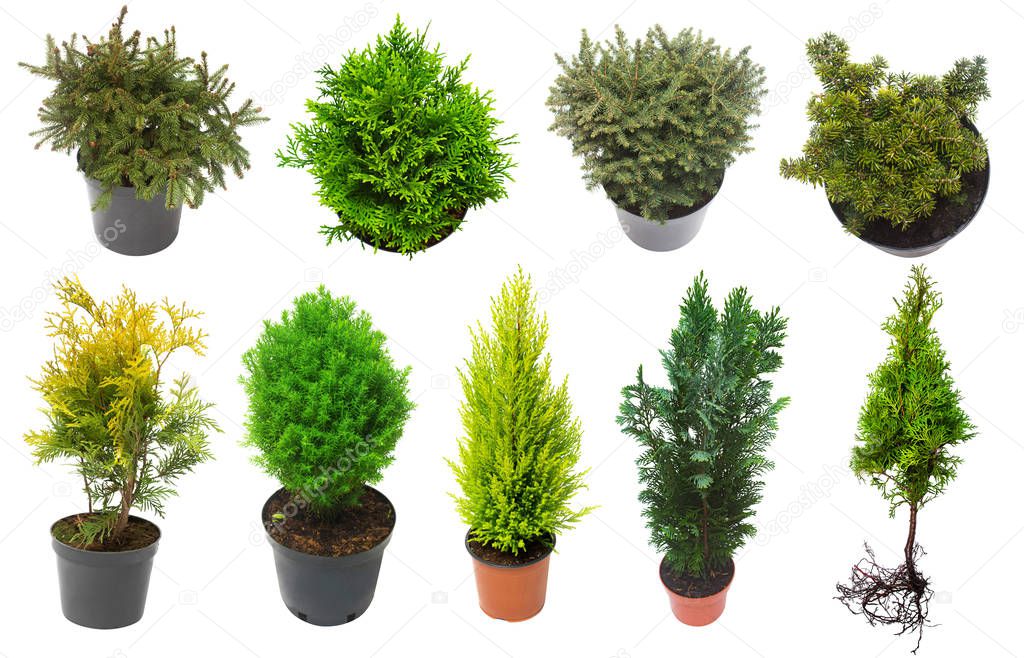 Super collection conifers of junipers, thuja, pine, cypress, spr