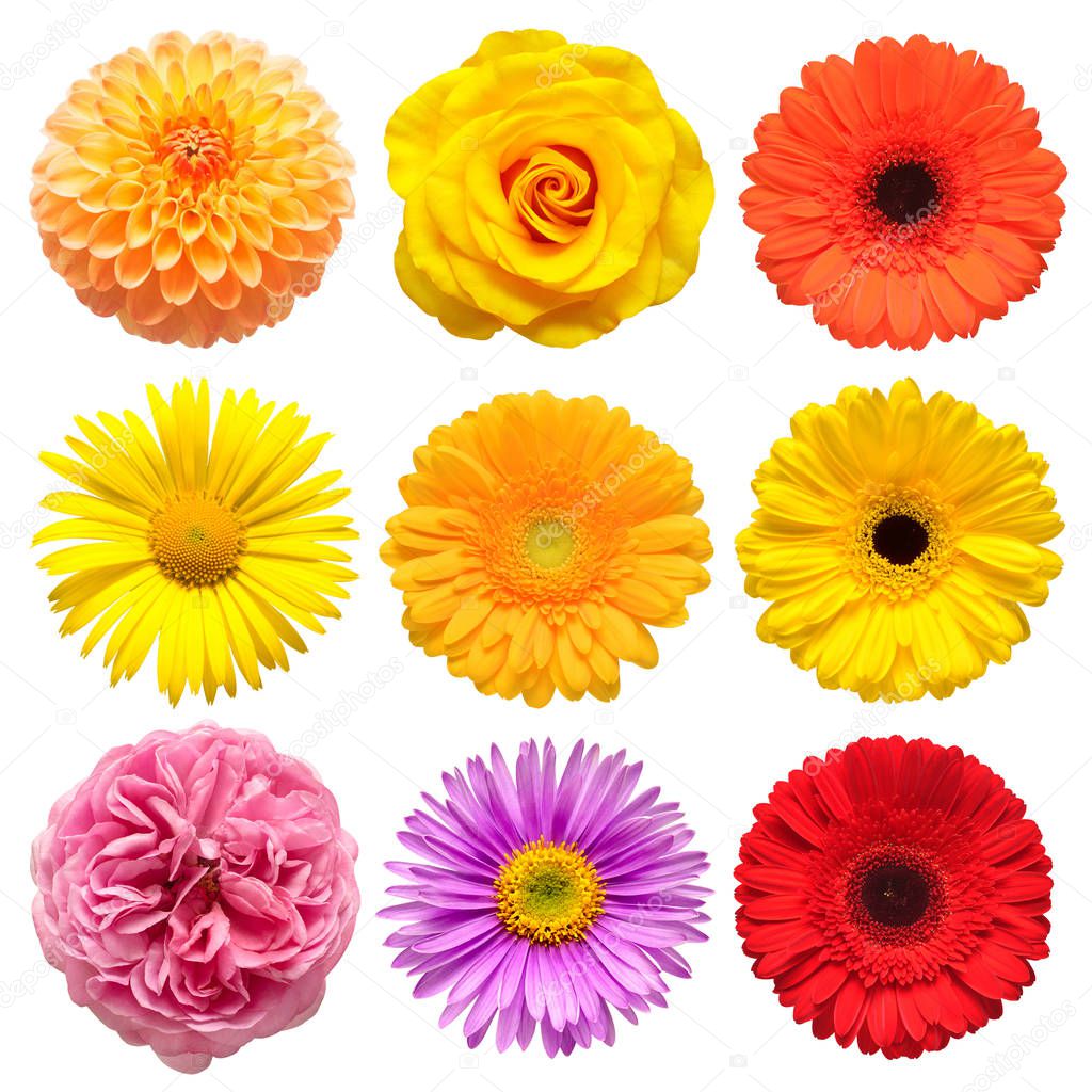 Flowers head collection of beautiful aster, rose, daisy, gerbera