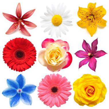 Çiçekler güzel klematis, zambak, gül, dais