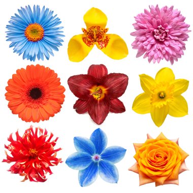 Çiçeklerin baş koleksiyonu Narcissus, Tigridia, Clemat
