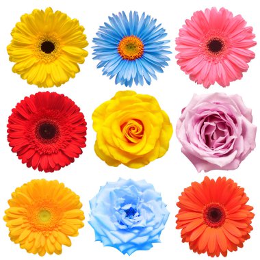 Flowers head collection of beautiful rose, daisy, gerbera, chrys clipart