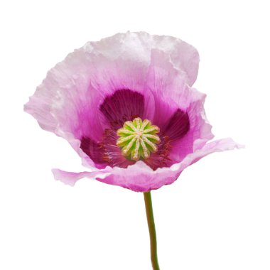 Beyaz arka planda izole afyon gelinciği çiçeği. Papaver Somnife