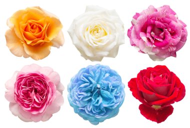 Beyaz arka planda izole güller topladım. Pe