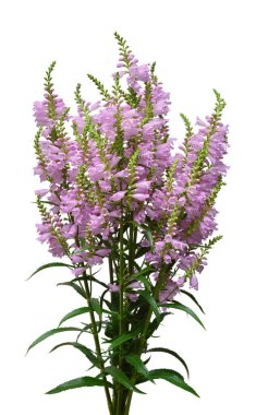 Güzel buket çiçegi Physostegia virginiana izole o