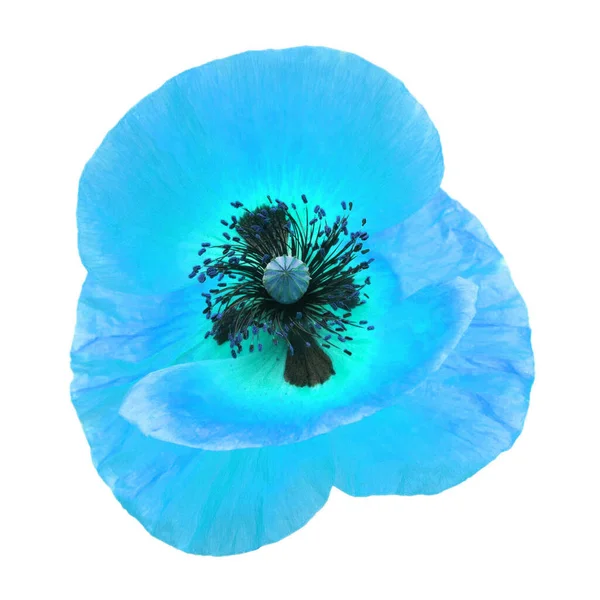 Blauer Mohn isoliert auf weißem Hintergrund. Blume. flach liegend, oben — Stockfoto