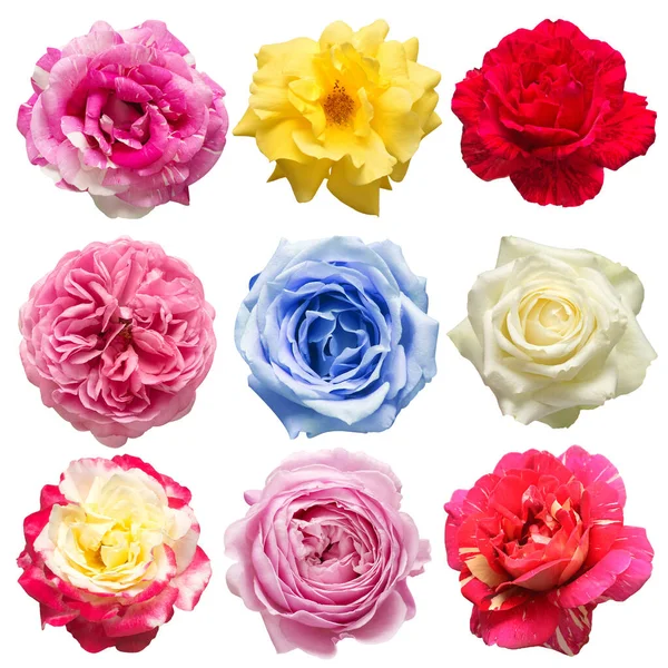 Collection tête fleurs roses isolées sur un fond blanc. Pe — Photo