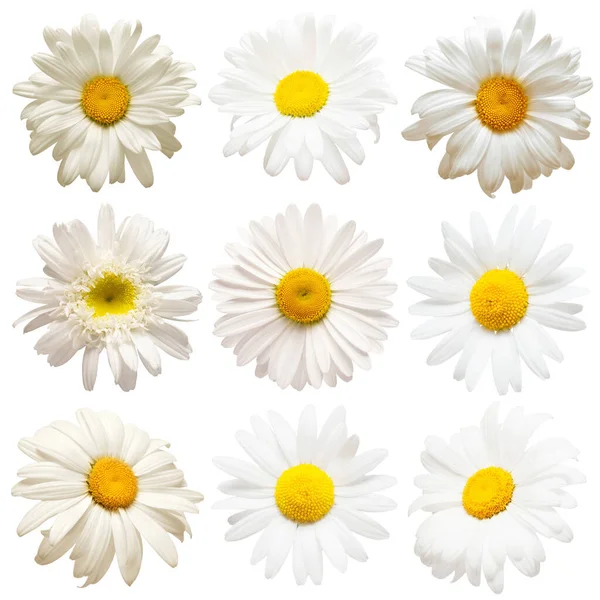 Collectie hoofd madeliefjes bloemen geïsoleerd op witte achtergrond. Pe — Stockfoto