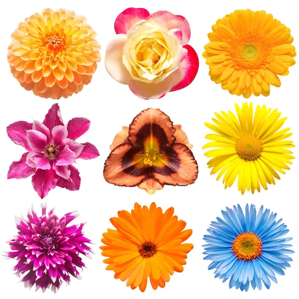 Virágok fej gyűjtemény gyönyörű clematis, nap-liliom, rózsa, — Stock Fotó