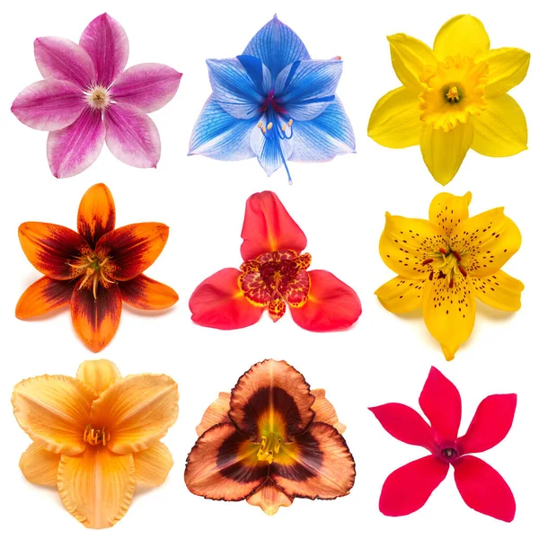 Fleurs collection de tête de beau narcisse, tigridia, clématite — Photo