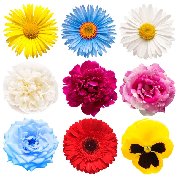 Flowers head collection of beautiful peony, pansies, aster, rose — Stock Photo, Image