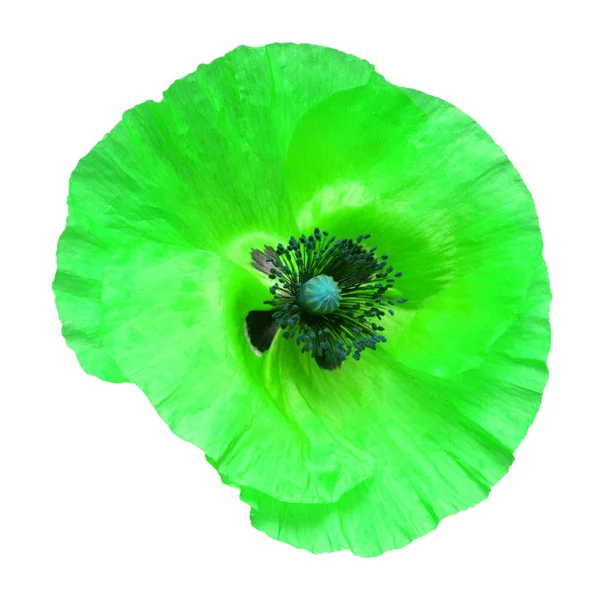Krásný zelený mák izolovaný na bílém pozadí. Květ — Stock fotografie