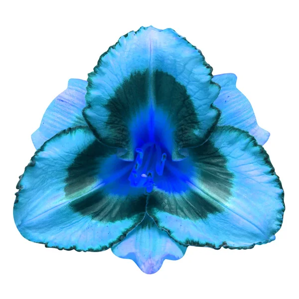 Flor dia azul lírio bonito delicado isolado no branco backgr — Fotografia de Stock