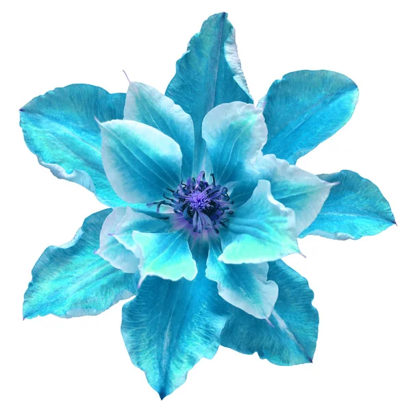 Bloemenkop blauw clematis geïsoleerd op witte achtergrond. Perfectl — Stockfoto