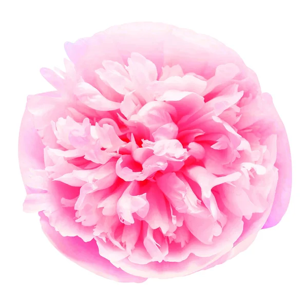 Pfingstrose rosa Kopf Blume isoliert auf weißem Hintergrund. Blumenmuster — Stockfoto