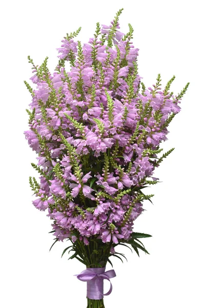 Hermoso ramo de flores silvestres Physostegia virginiana aislado o — Foto de Stock