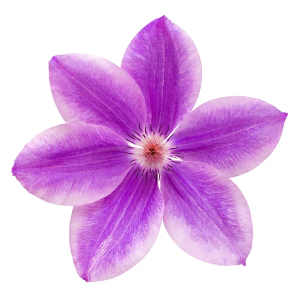 Clematide viola fiore isolato su sfondo bianco. Patt floreale — Foto Stock