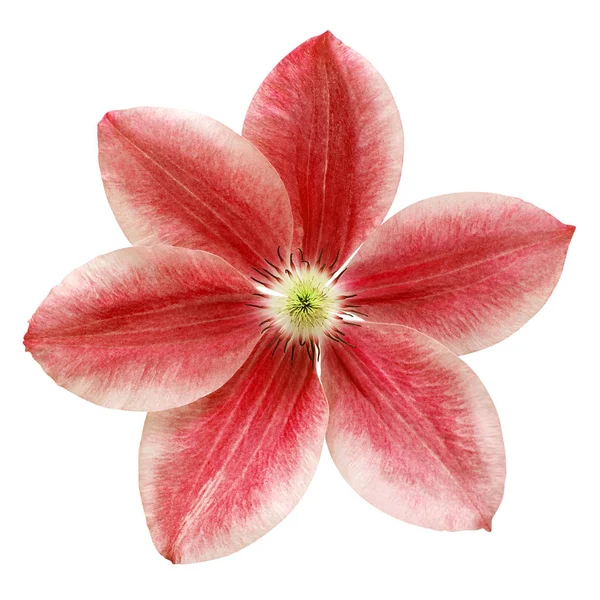 Flower red clematis isolated on white background. Floral pattern — 스톡 사진