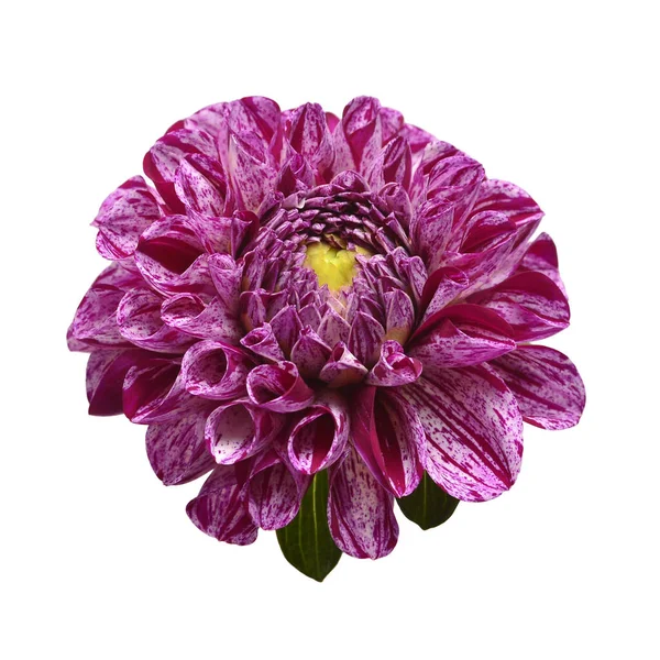 Creatief delicate gestreepte dahlia bloemen geïsoleerd op witte rug — Stockfoto